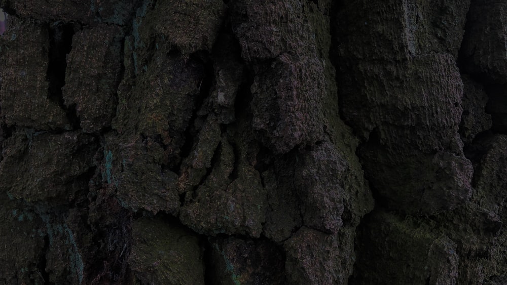 brown tree trunk during daytime