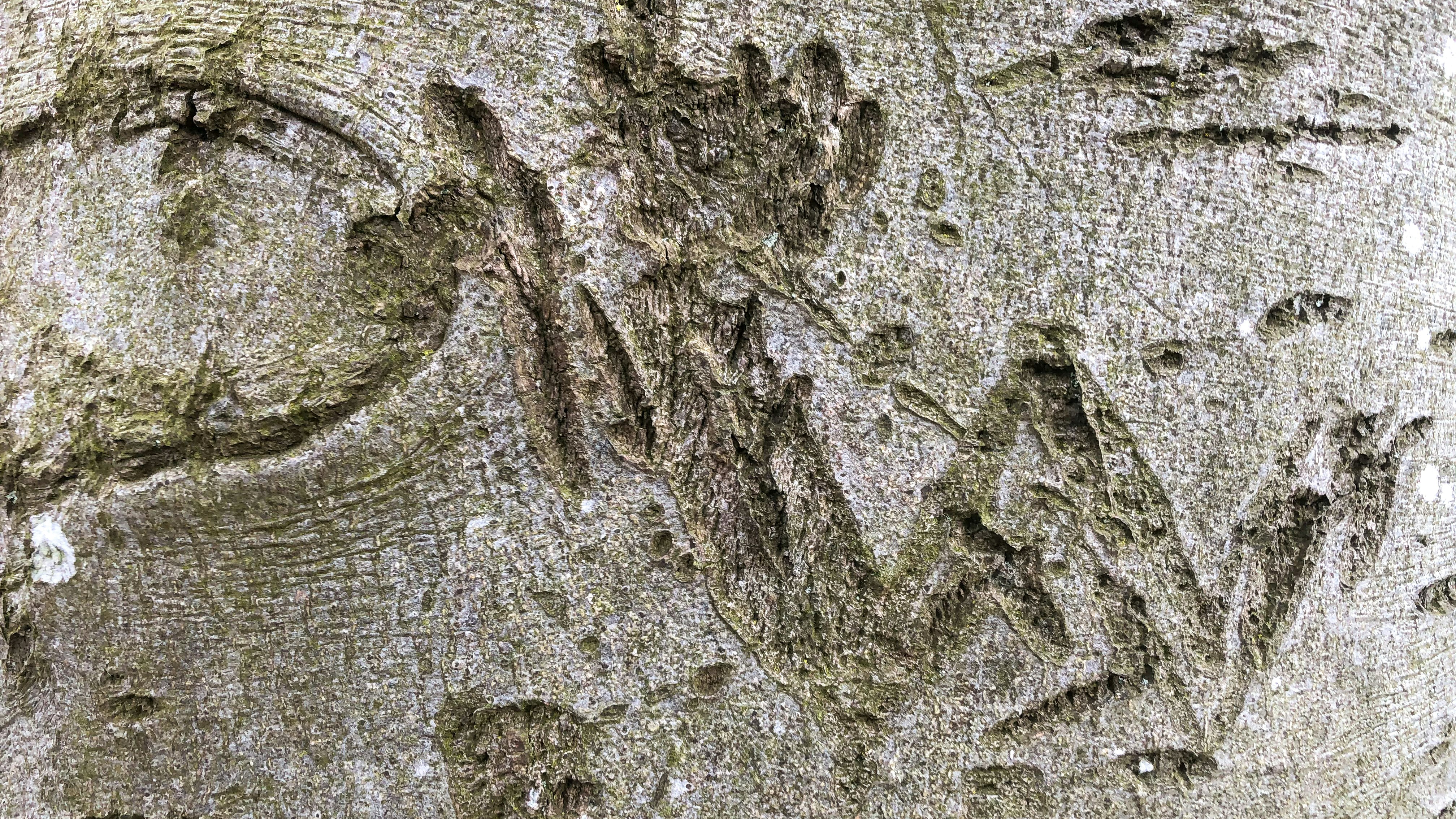 tronco de árbol gris y negro