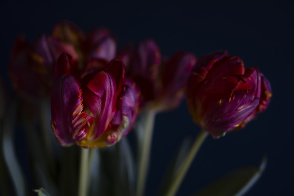 red tulips in bloom close up photo