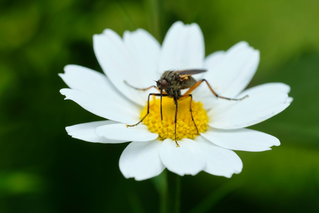 brown and black insect on white flower