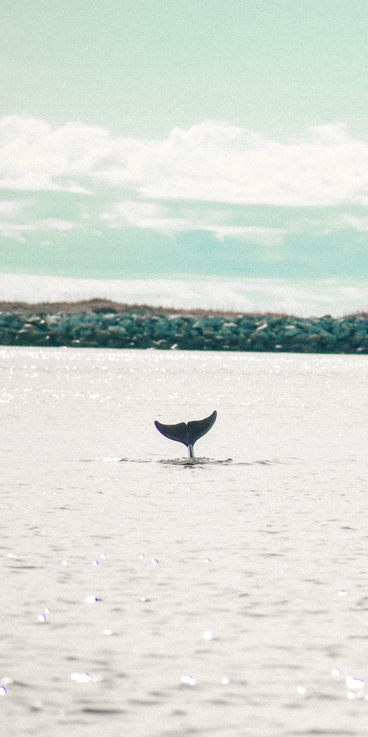 Delfines en el catamarán de Tenerife