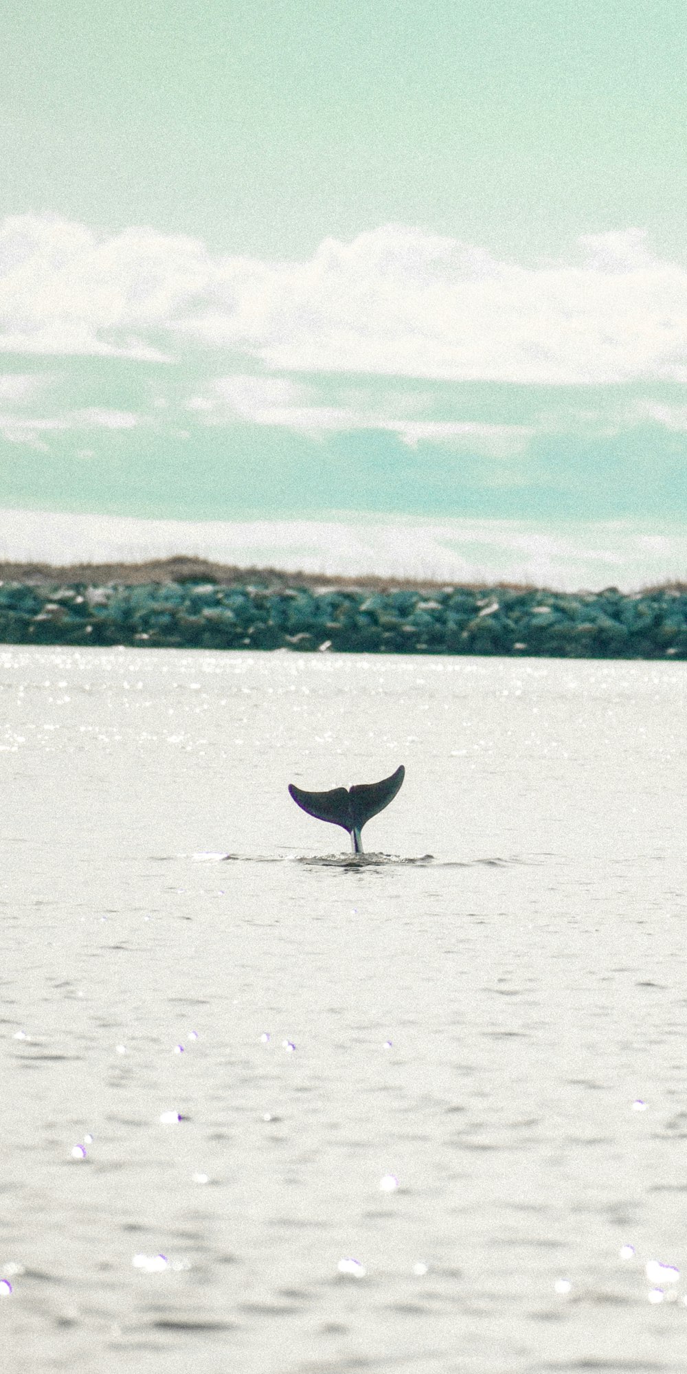 日中の水域の紫色のクジラ