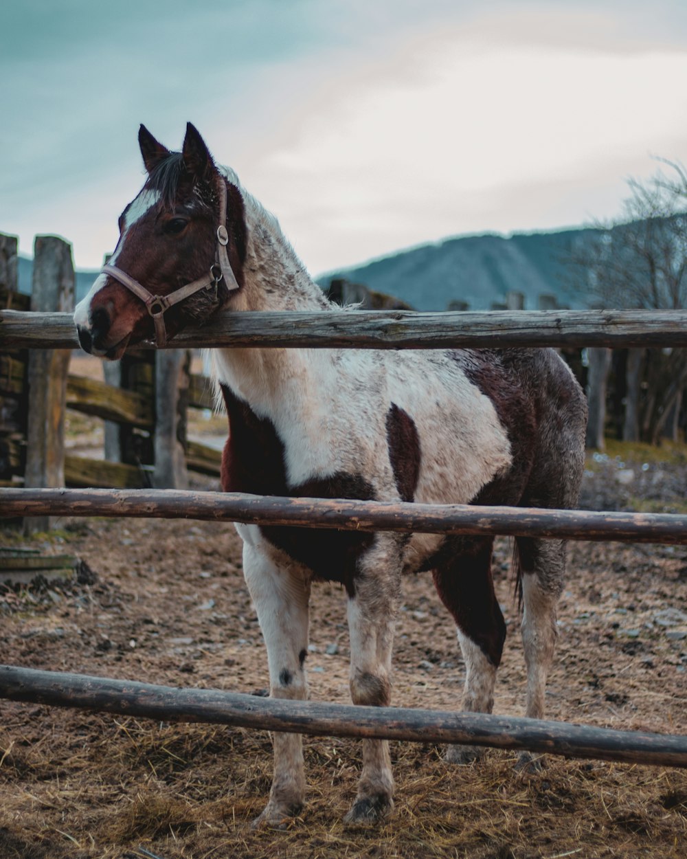 white and black horse on brown field during daytime