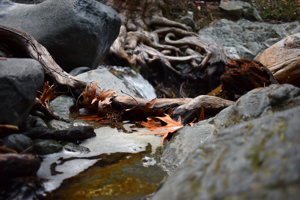 folhas secas marrons no corpo de água