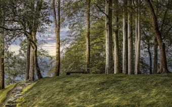 A serene woodland setting with tall trees reaching upwards, their trunks varying in color and texture. A gentle pathway made of stones leads up a grassy slope, inviting the viewer deeper into the forest. The leaves are abundant, creating a lush green canopy, and a solitary bench sits atop the hill, offering a place for rest and contemplation.