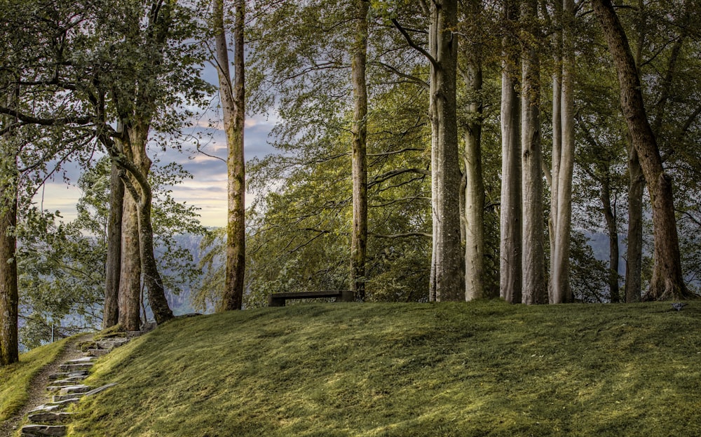 green grass field with trees during daytime