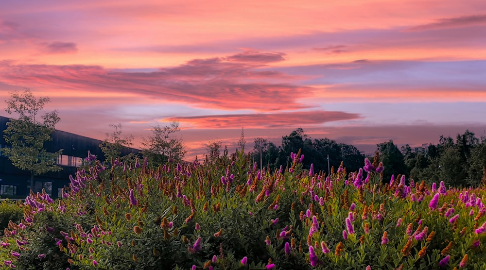 purple flower field during sunset