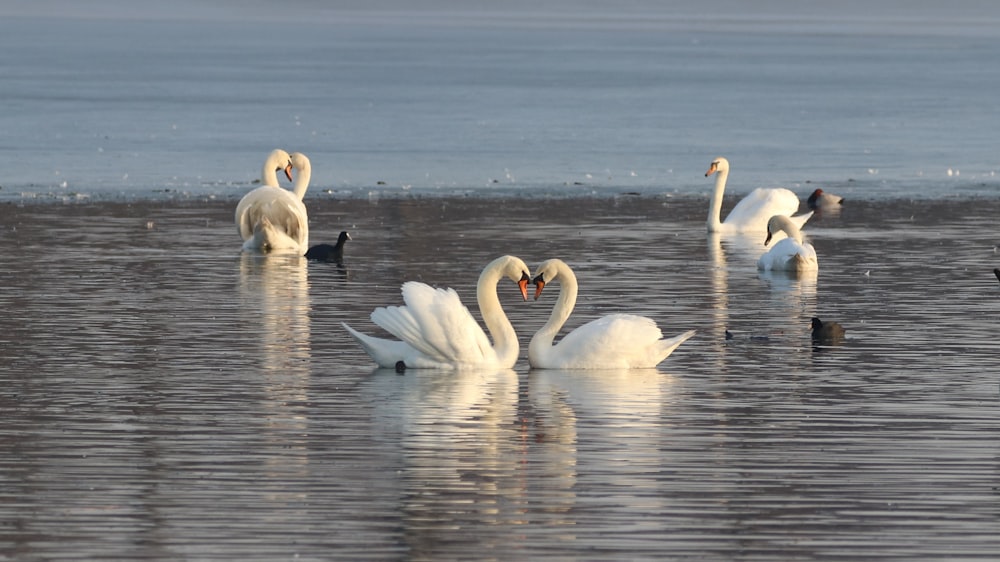 cisnes brancos na água durante o dia