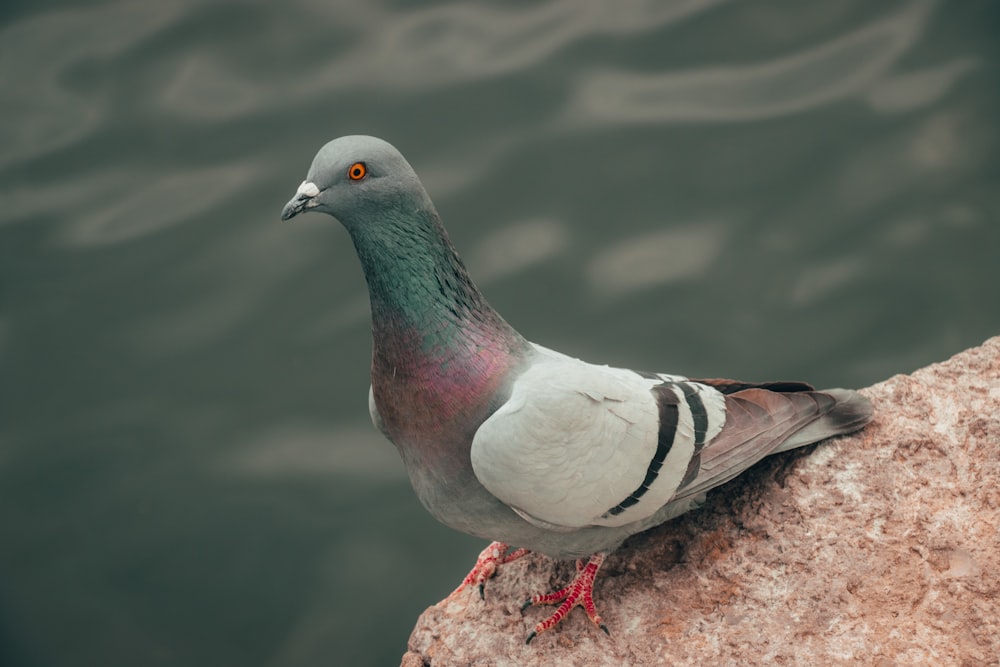 white and brown bird on brown wooden surface