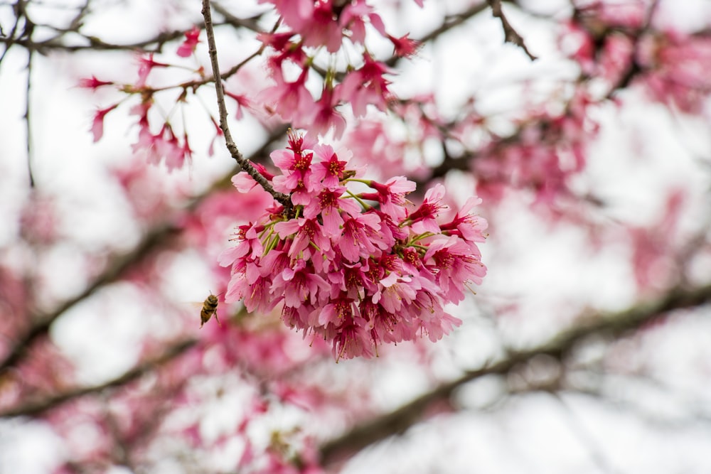 pink flowers in tilt shift lens