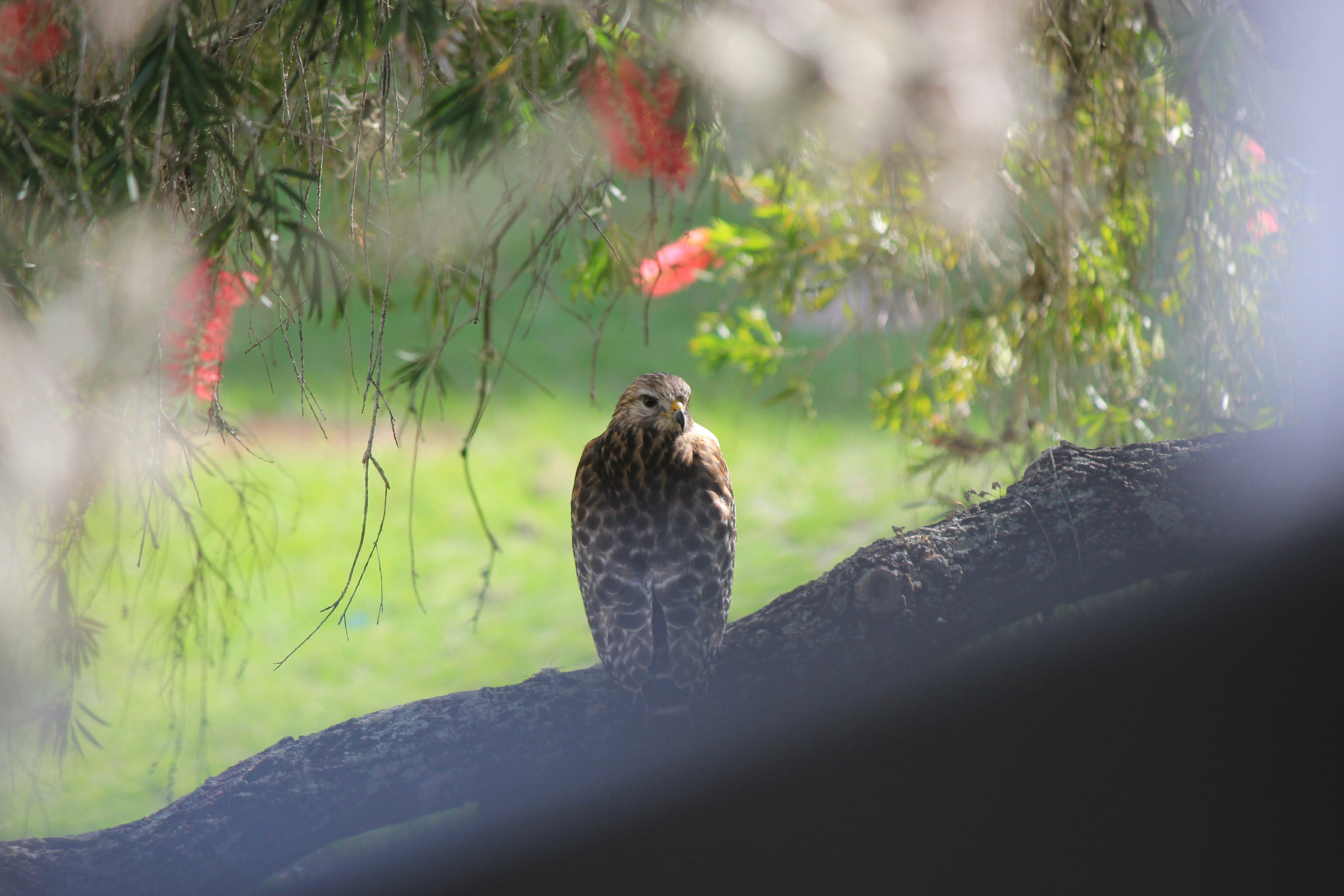 brown and white bird on black surface