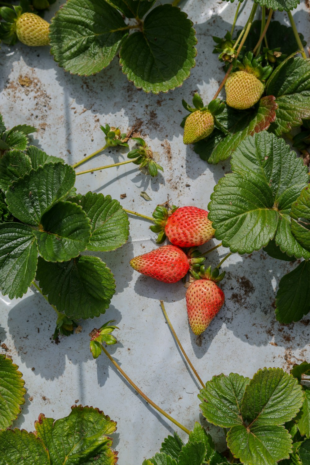 red strawberries on green leaves