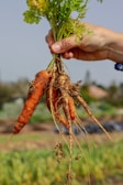 A hand holds freshly picked carrots with green leafy tops and dirt still clinging to them. The background features a rural setting with blurred greenery and a soft-focus sky.