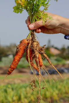 A warm, sunlit photo of a farmer's hands holding freshly picked vegetables with a rustic market stall in the background.