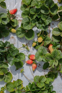 Lush green strawberry plants with glossy leaves cover the ground. Among the foliage, several ripe strawberries exhibit a vibrant red hue, while a few are still in a ripening yellowish stage. The plants are growing on a light-colored surface, speckled with bits of soil.