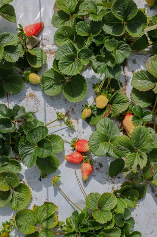 Lush green strawberry plants with glossy leaves cover the ground. Among the foliage, several ripe strawberries exhibit a vibrant red hue, while a few are still in a ripening yellowish stage. The plants are growing on a light-colored surface, speckled with bits of soil.