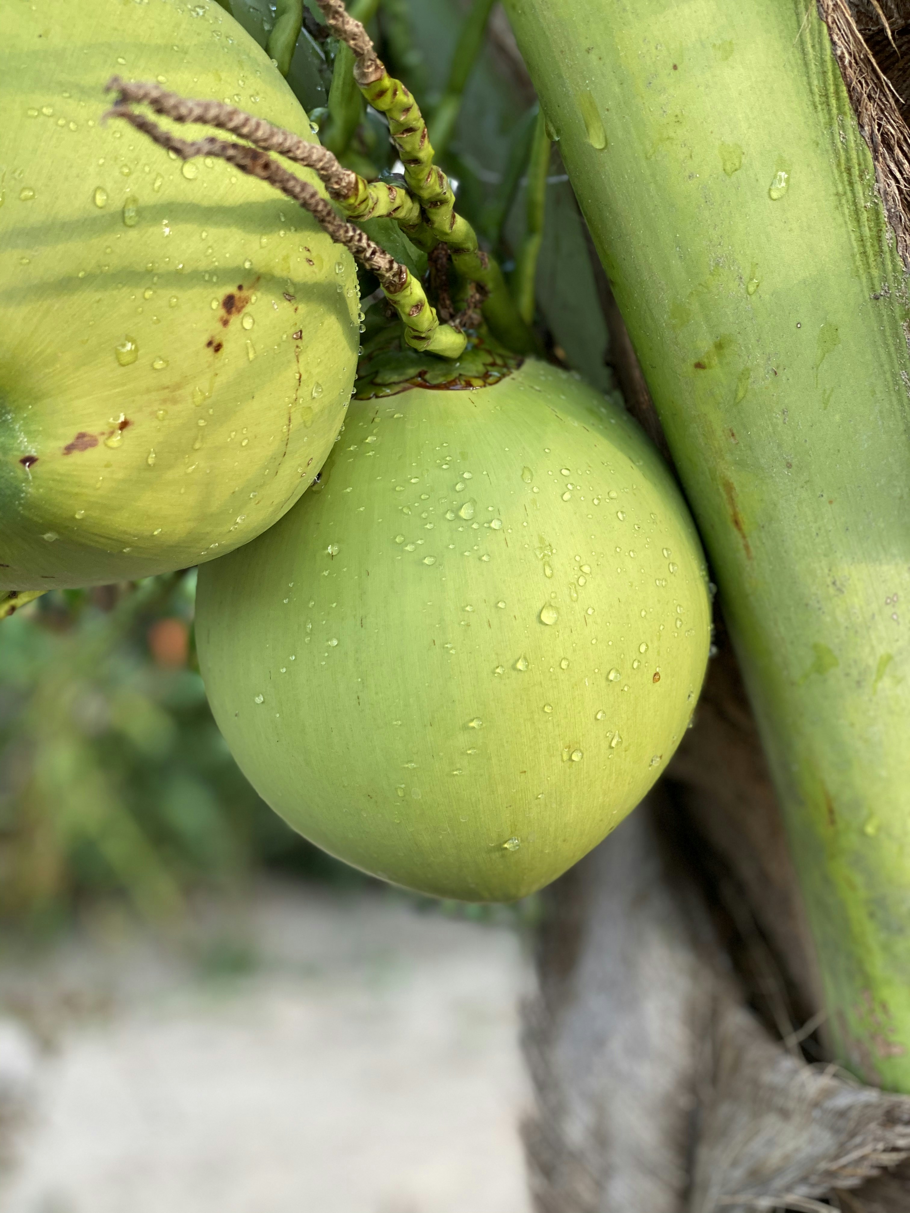 Fresh coconuts on tropical tree, natural plant products