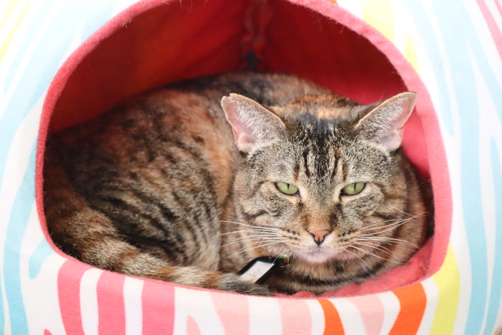 brown tabby cat in red and white pet bed