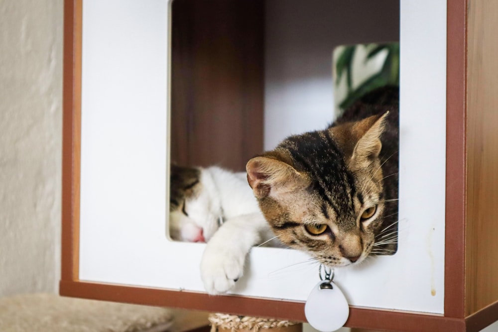 brown tabby cat on white wooden shelf