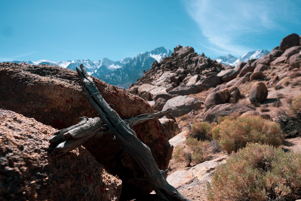 brown wood log on brown rocky mountain under blue sky during daytime