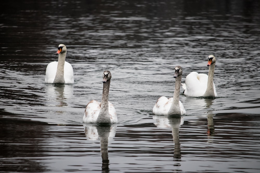 white swan on water during daytime