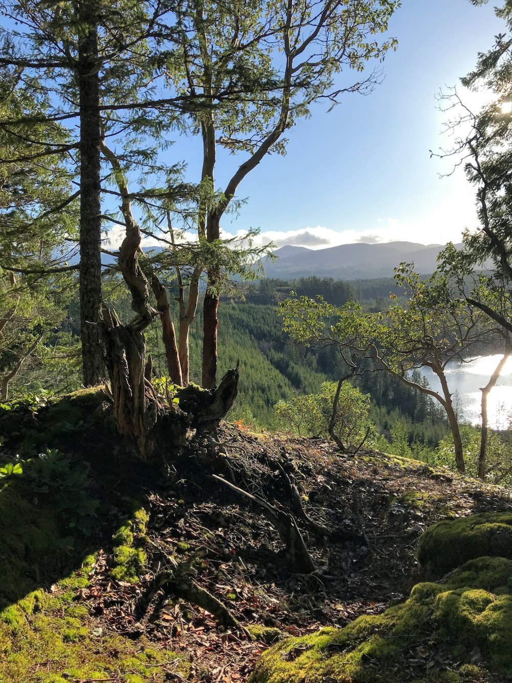 green trees on mountain during daytime