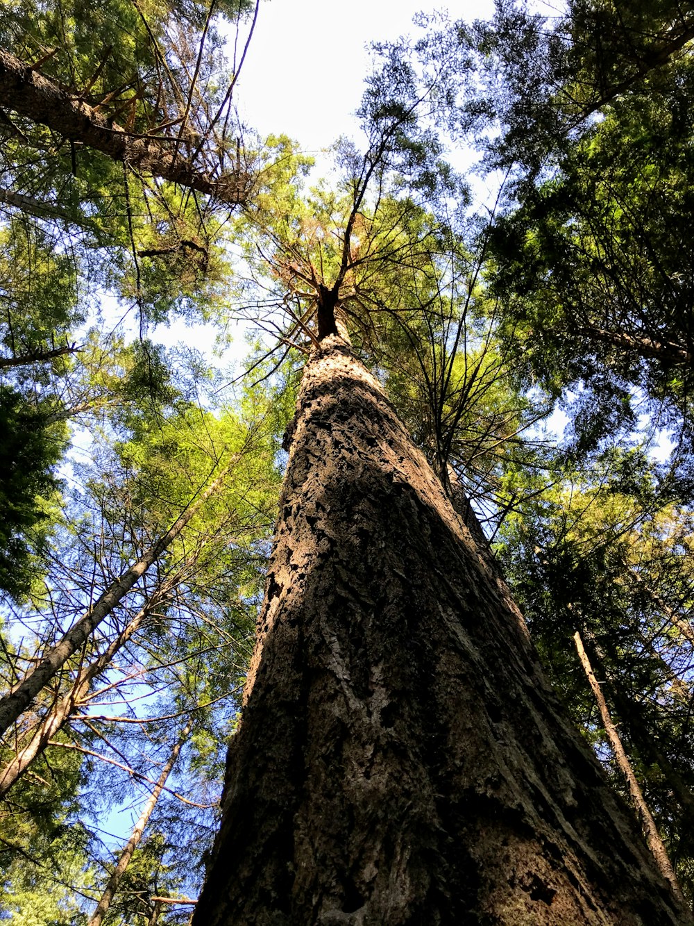 日中の緑の木のローアングル写真