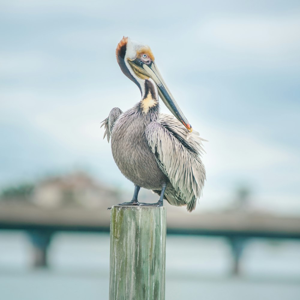 gray pelican on brown wooden post during daytime