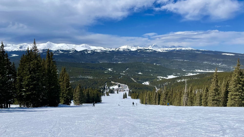 green pine trees on snow covered ground during daytime