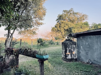 A rustic rainwater collection system beside rows of thriving vegetable plants on a sunny day.