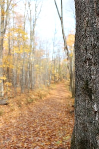 Trail Otoño 20K