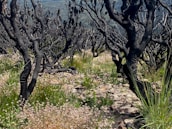 Charred tree trunks with few remaining branches stand among a field of green grass and small white flowers. The landscape appears rugged with scattered rocks visible on the ground, suggesting a post-fire regeneration scenario in a natural setting.