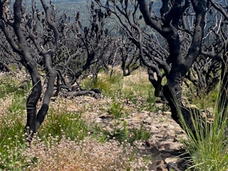 Charred tree trunks with few remaining branches stand among a field of green grass and small white flowers. The landscape appears rugged with scattered rocks visible on the ground, suggesting a post-fire regeneration scenario in a natural setting.