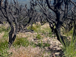 Charred tree trunks with few remaining branches stand among a field of green grass and small white flowers. The landscape appears rugged with scattered rocks visible on the ground, suggesting a post-fire regeneration scenario in a natural setting.