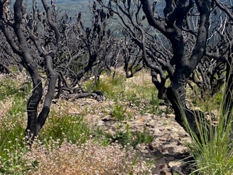 Charred tree trunks with few remaining branches stand among a field of green grass and small white flowers. The landscape appears rugged with scattered rocks visible on the ground, suggesting a post-fire regeneration scenario in a natural setting.