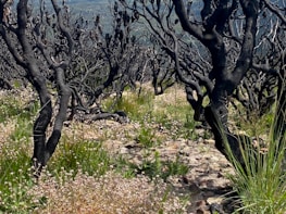 Charred tree trunks with few remaining branches stand among a field of green grass and small white flowers. The landscape appears rugged with scattered rocks visible on the ground, suggesting a post-fire regeneration scenario in a natural setting.