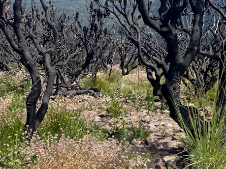 Charred tree trunks with few remaining branches stand among a field of green grass and small white flowers. The landscape appears rugged with scattered rocks visible on the ground, suggesting a post-fire regeneration scenario in a natural setting.