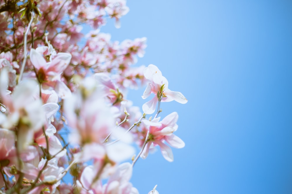 white cherry blossom in bloom during daytime