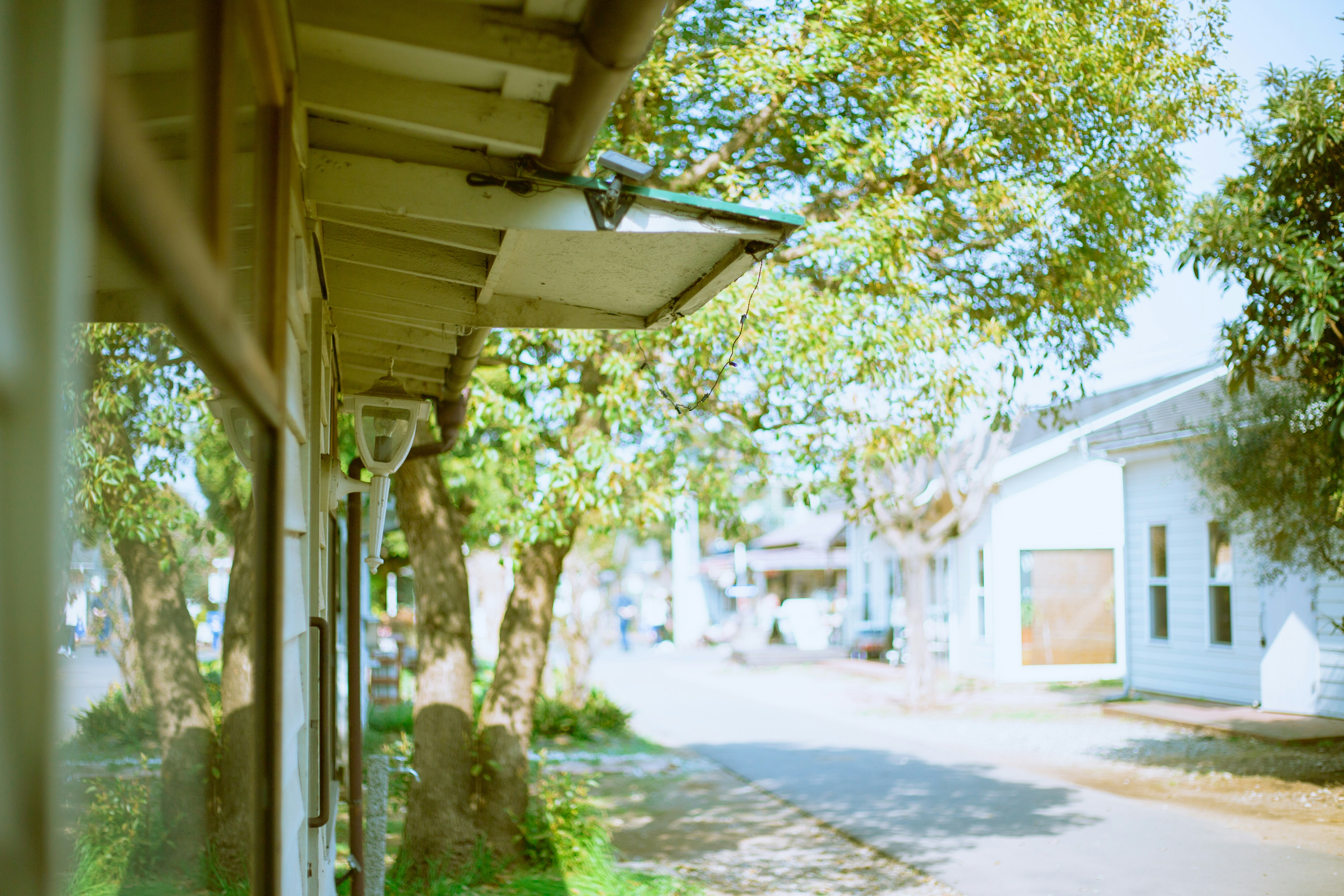 昼間の白いコンクリートの建物のそばの緑の木