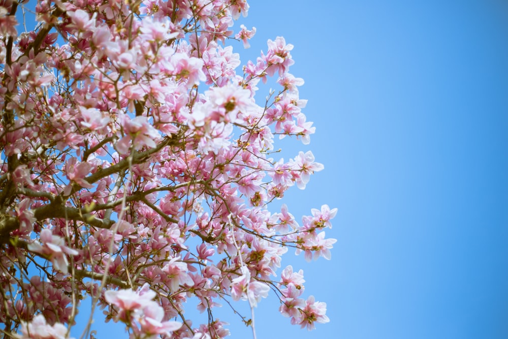 white and pink cherry blossom