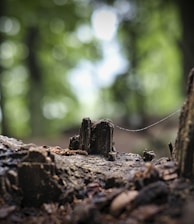 brown tree trunk in tilt shift lens