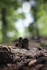 brown tree trunk in tilt shift lens