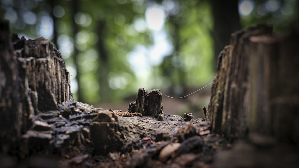 brown tree trunk in tilt shift lens