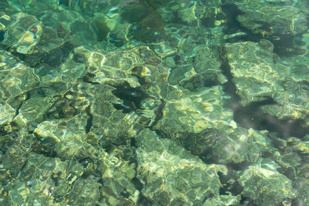 green and black coral reef