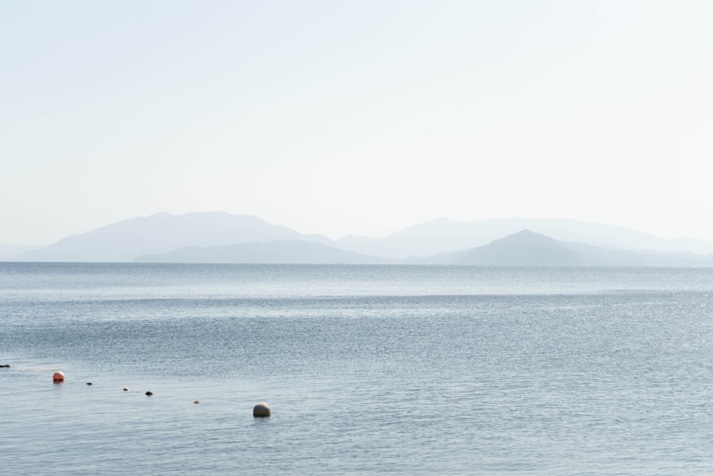 2 birds on body of water during daytime