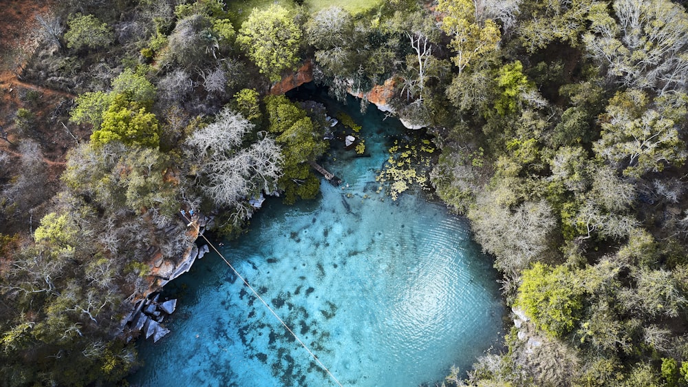 green and brown trees beside blue body of water during daytime