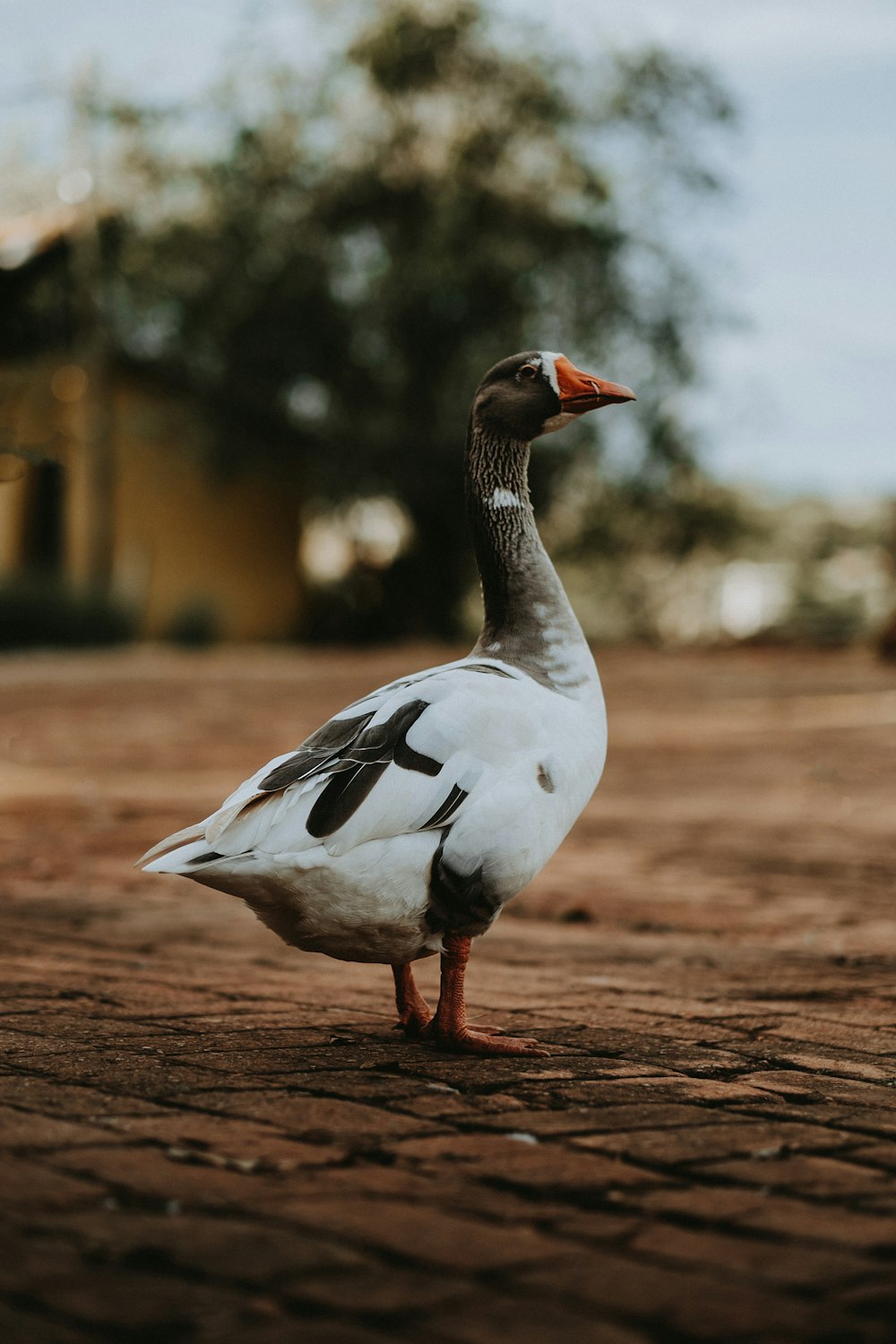 white and black duck on brown soil