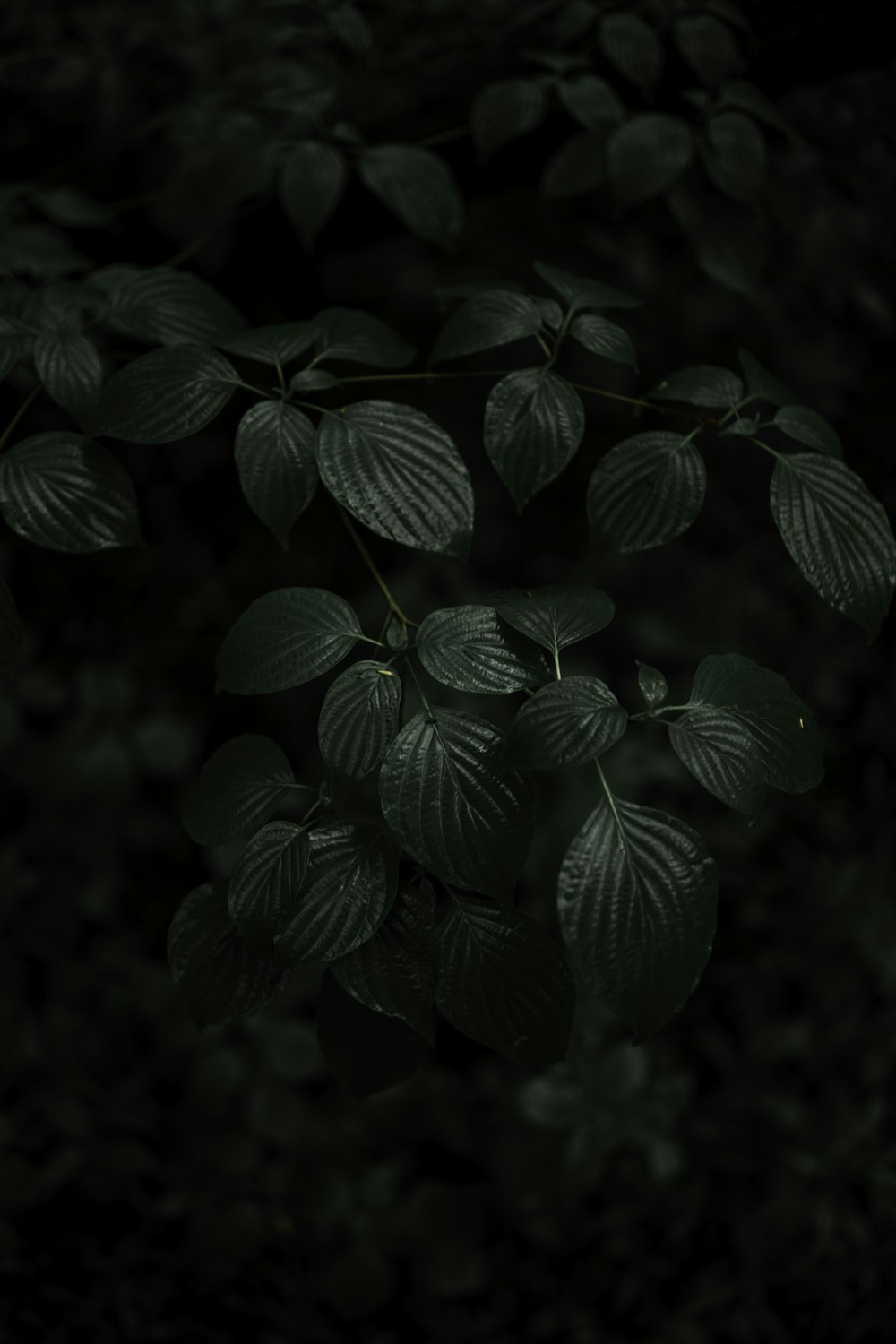 green leaves in close up photography