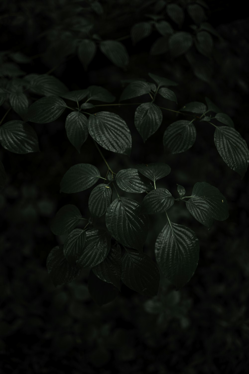 folhas verdes na fotografia de perto
