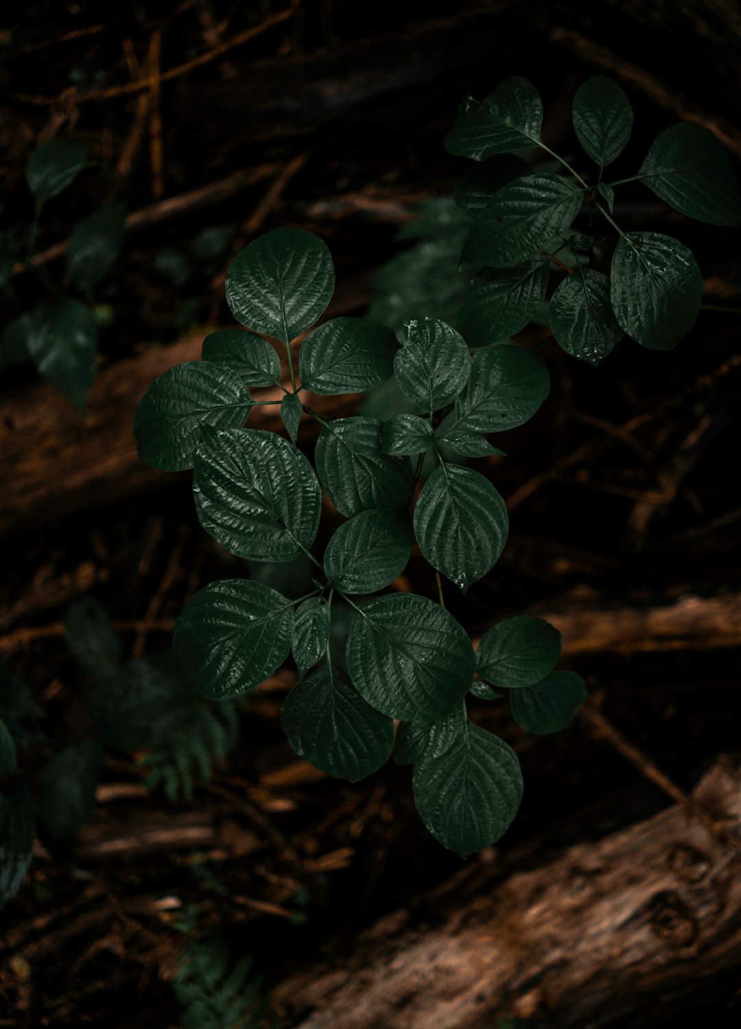 green and red plant leaves